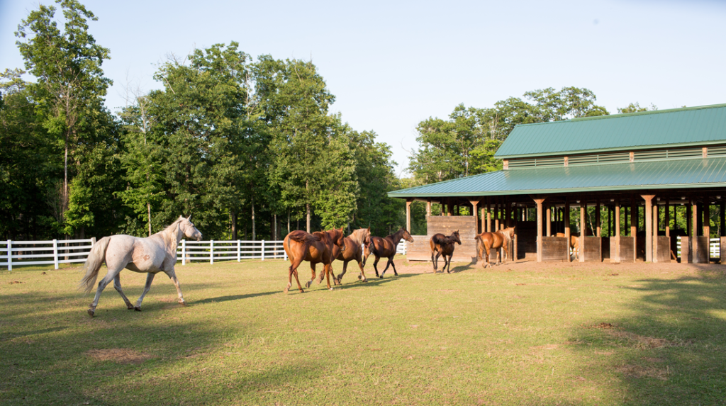 Horses Walking into a Barn